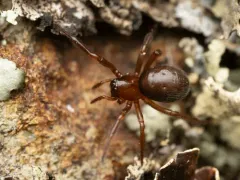 Enoplognatha thoracica thumbnail 3