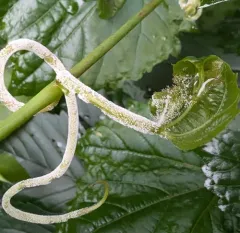 Grape Downy Mildew thumbnail 1