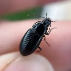 Diplocheila obtusa thumbnail 3