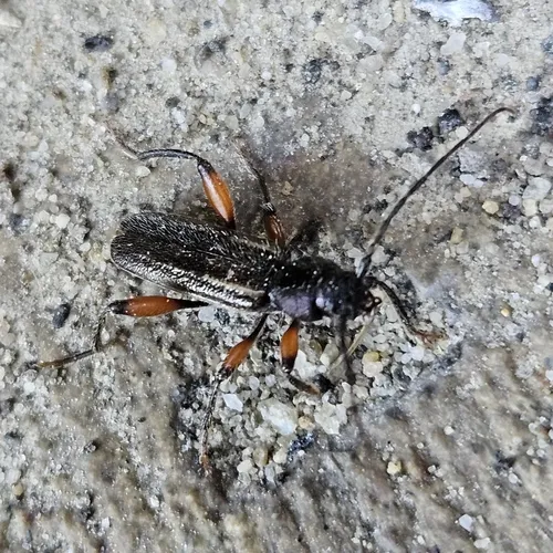Meriellum proteus