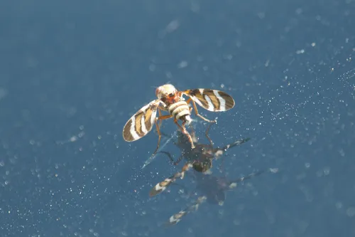 Tritoxa pollinosa