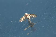 Tritoxa pollinosa thumbnail 1