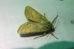 Querula Dart thumbnail 1