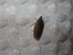 Cixidia fusca thumbnail 3