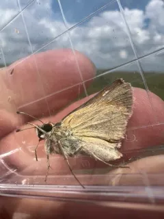 Ottoe Skipper thumbnail 4