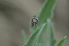 Oxyna utahensis thumbnail 2