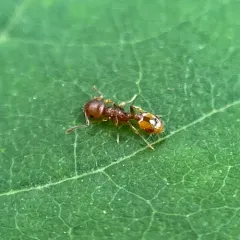 Bent-spined Acorn Ant thumbnail 3