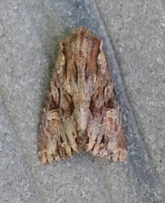 Apamea antennata thumbnail 2