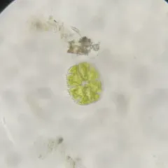 Micrasterias truncata thumbnail 1