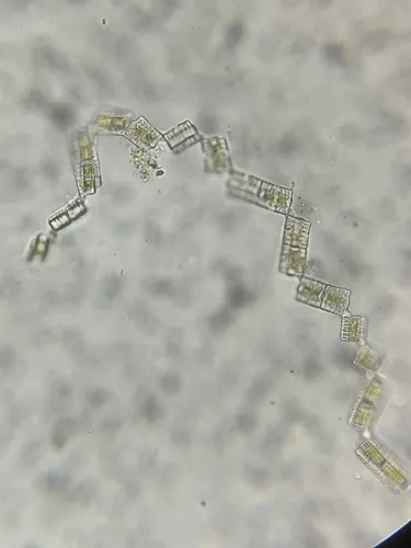 Tabellaria flocculosa