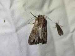 Apamea antennata thumbnail 3