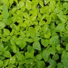 Canada clearweed thumbnail 2