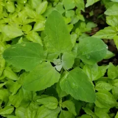Common Lambsquarters thumbnail 3