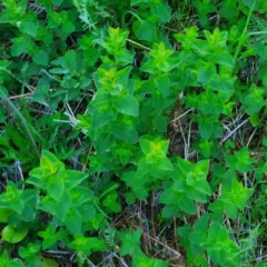 Imperforate St John's-wort thumbnail 4