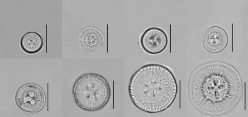 Pantocsekiella ocellata