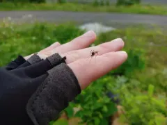 Impatient mosquito thumbnail 4