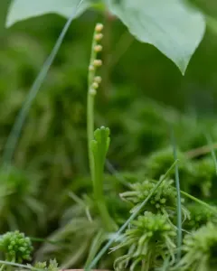 swamp moonwort thumbnail 3
