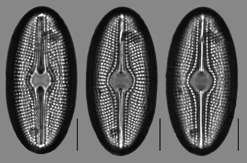 Diploneis ovalis