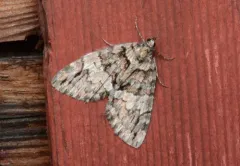 Hydriomena californiata thumbnail 2