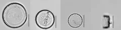 Stephanocyclus meneghinianus thumbnail 2