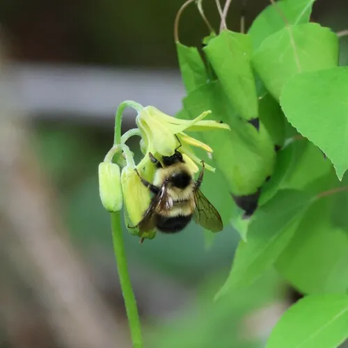 Sanderson's Bumble Bee