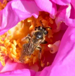 Meadow Parsnip Miner Bee thumbnail 1