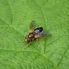 Orange-faced Wood Fly thumbnail 4
