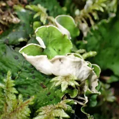 freckled pelt lichen thumbnail 2