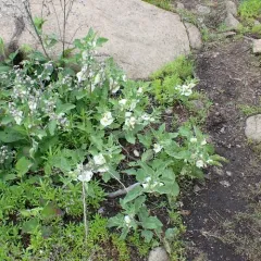Large-flowered Ground-cherry thumbnail 4