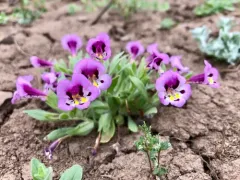 tricolor monkeyflower thumbnail 3
