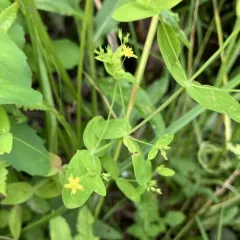 Dwarf St. John's Wort thumbnail 3