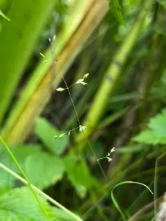 Bog Bluegrass thumbnail 2