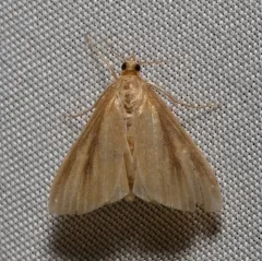 Streaked Orange Moth thumbnail 3