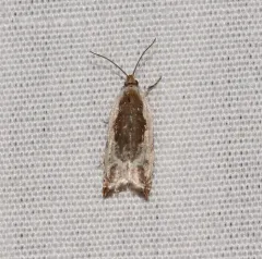 Little Cloud Ancylis Moth thumbnail 4