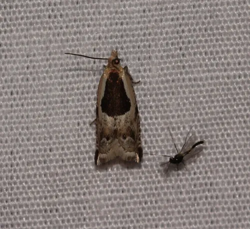 Ancylis subaequana