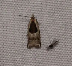 Ancylis subaequana thumbnail 1