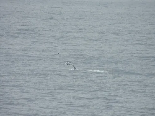 White-beaked Dolphin