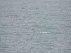White-beaked Dolphin thumbnail 1