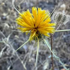 Yellow Star-Thistle thumbnail 3