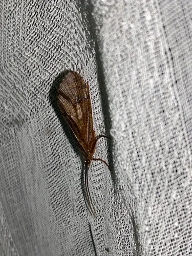 Ptilostomis semifasciata