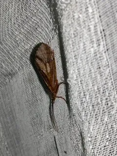 Ptilostomis semifasciata thumbnail 1