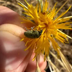 Yellow Starthistle Flower Weevil thumbnail 3