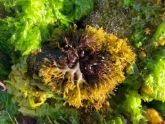 Mazzaella affinis thumbnail 2