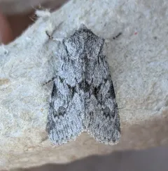 Lacinipolia patalis thumbnail 1