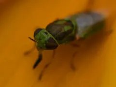 Hedriodiscus trivittatus thumbnail 2