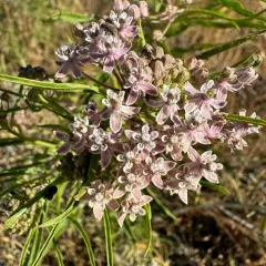 narrowleaf milkweed thumbnail 2