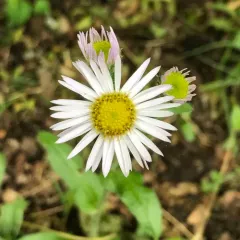 robin's-plantain thumbnail 1