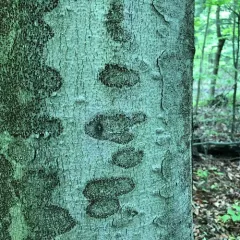Beech Bark Canker Fungus thumbnail 3