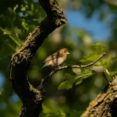 Indigo Bunting thumbnail 4