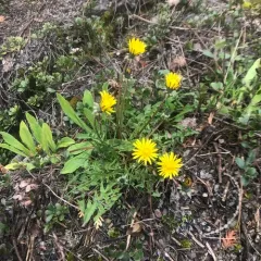 red-seeded dandelion thumbnail 3
